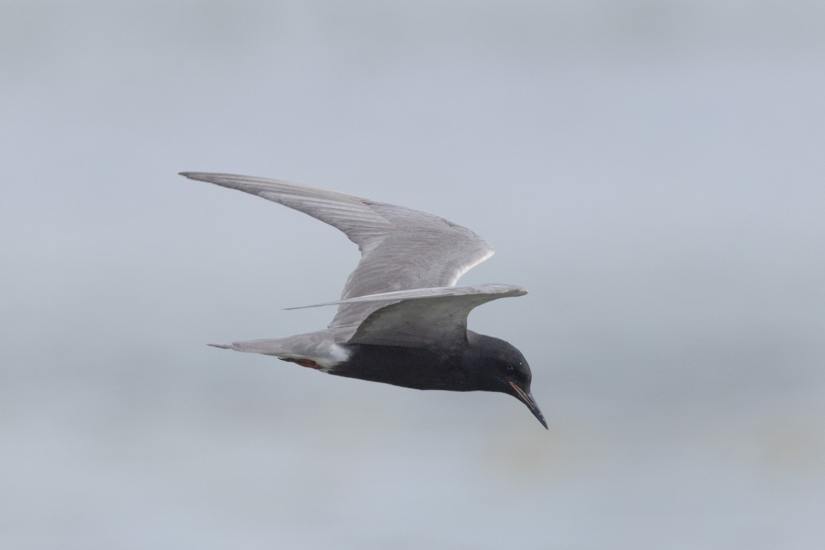 Black Tern - ML620648362