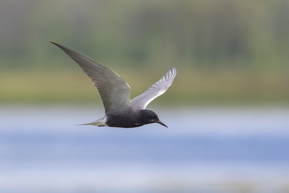 Black Tern - ML620648363