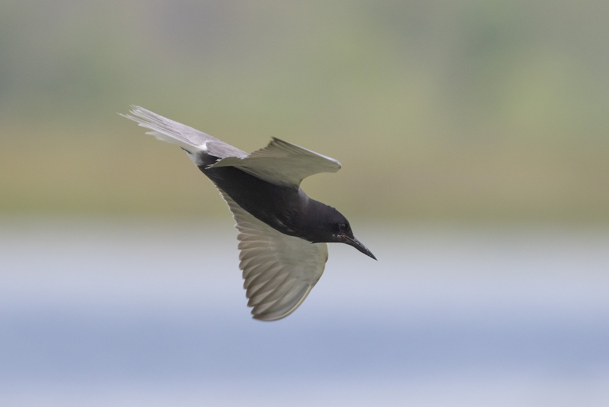 Black Tern - ML620648364