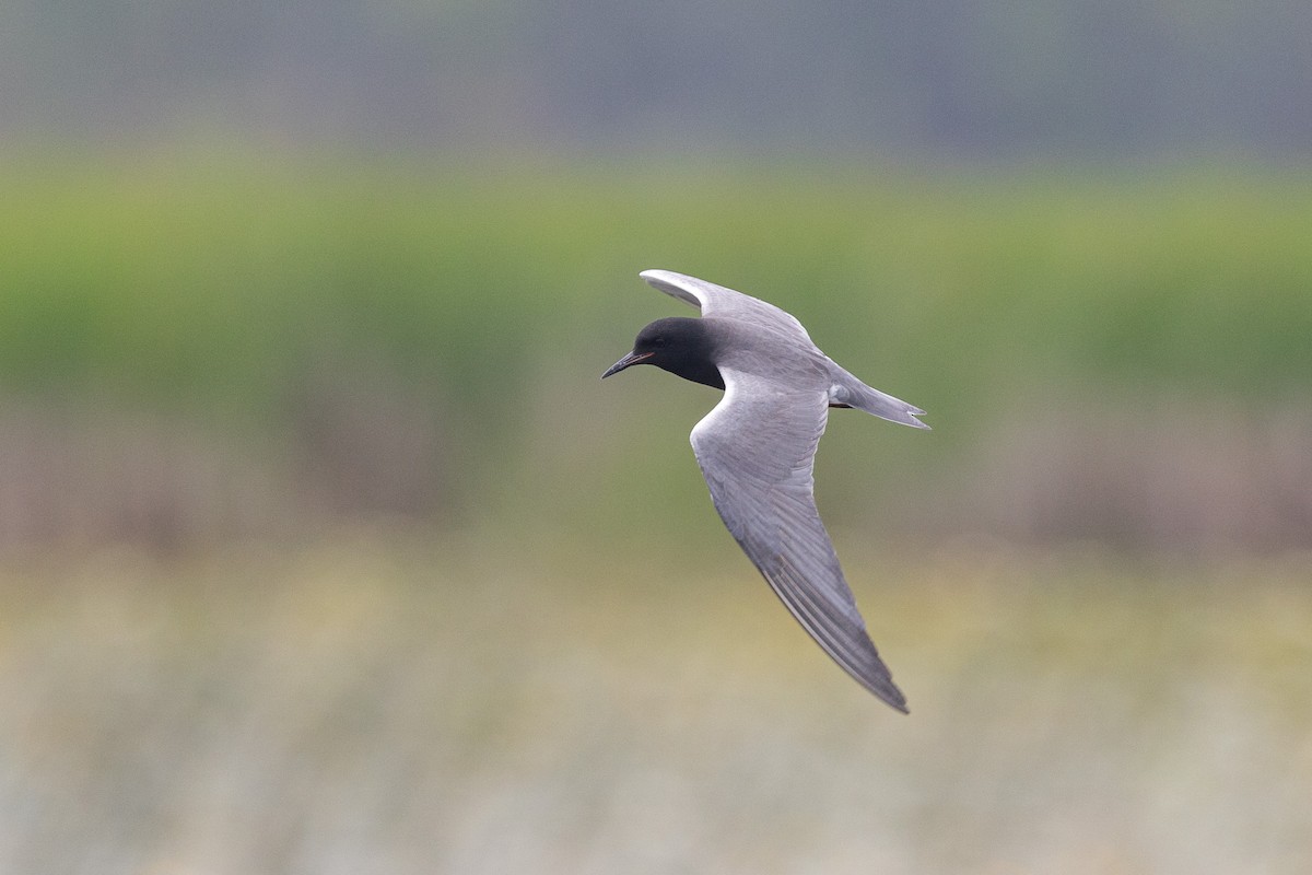 Black Tern - ML620648365