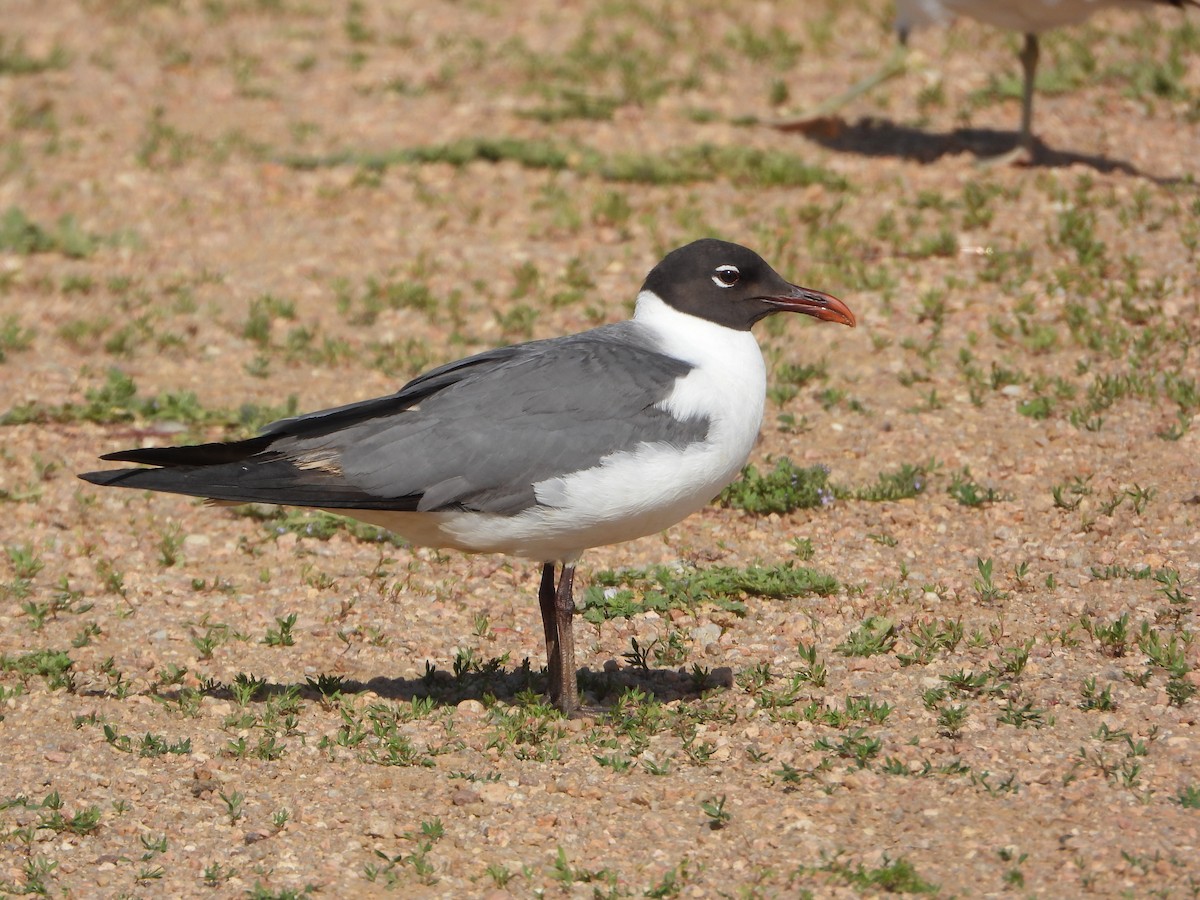 Laughing Gull - ML620648366