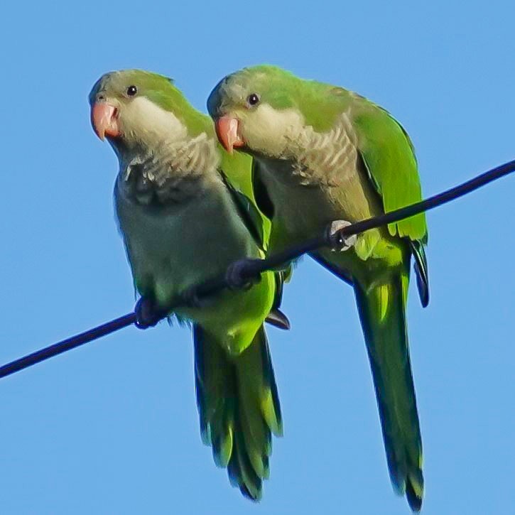 Monk Parakeet - ML620648368