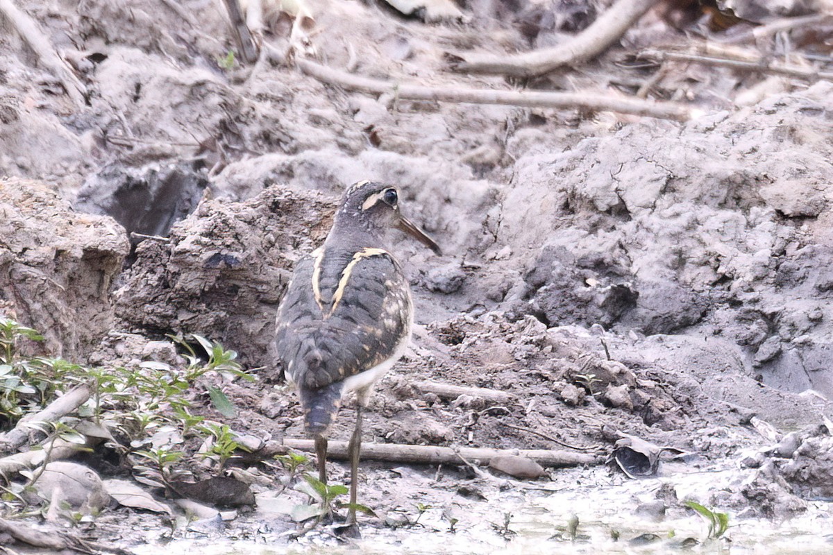 Greater Painted-Snipe - ML620648369