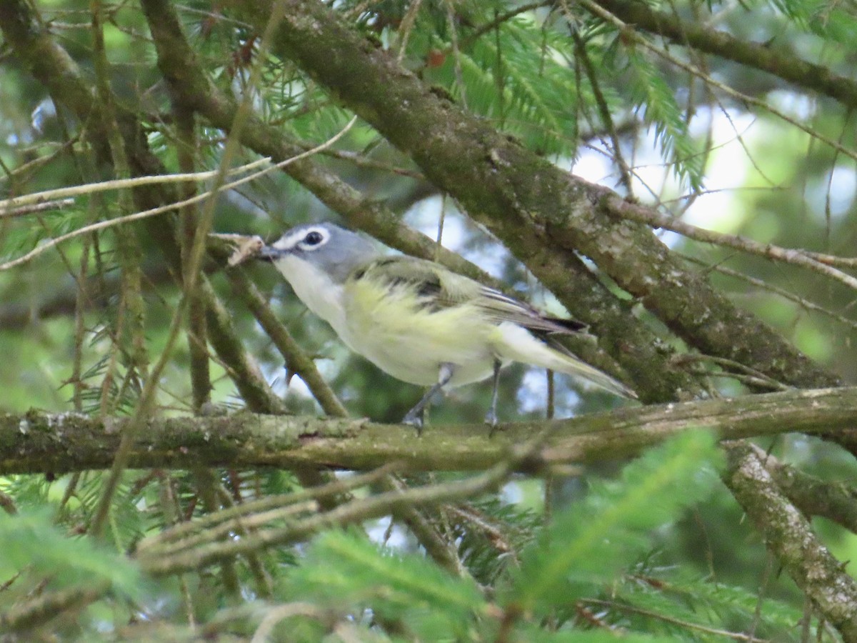 Blue-headed Vireo - Angela Romanczuk