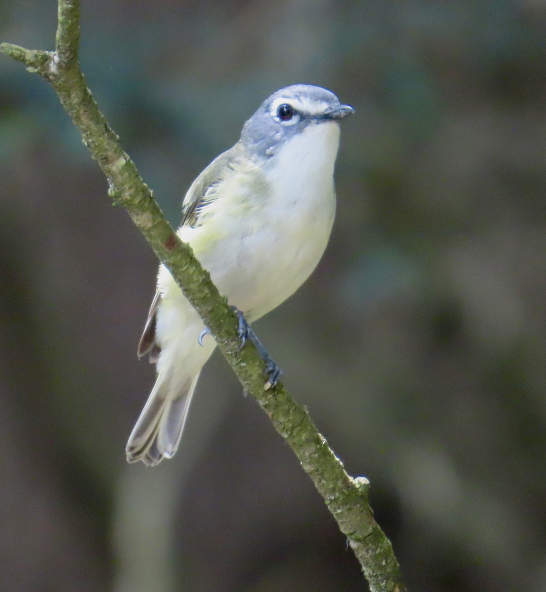 Vireo Solitario - ML620648371