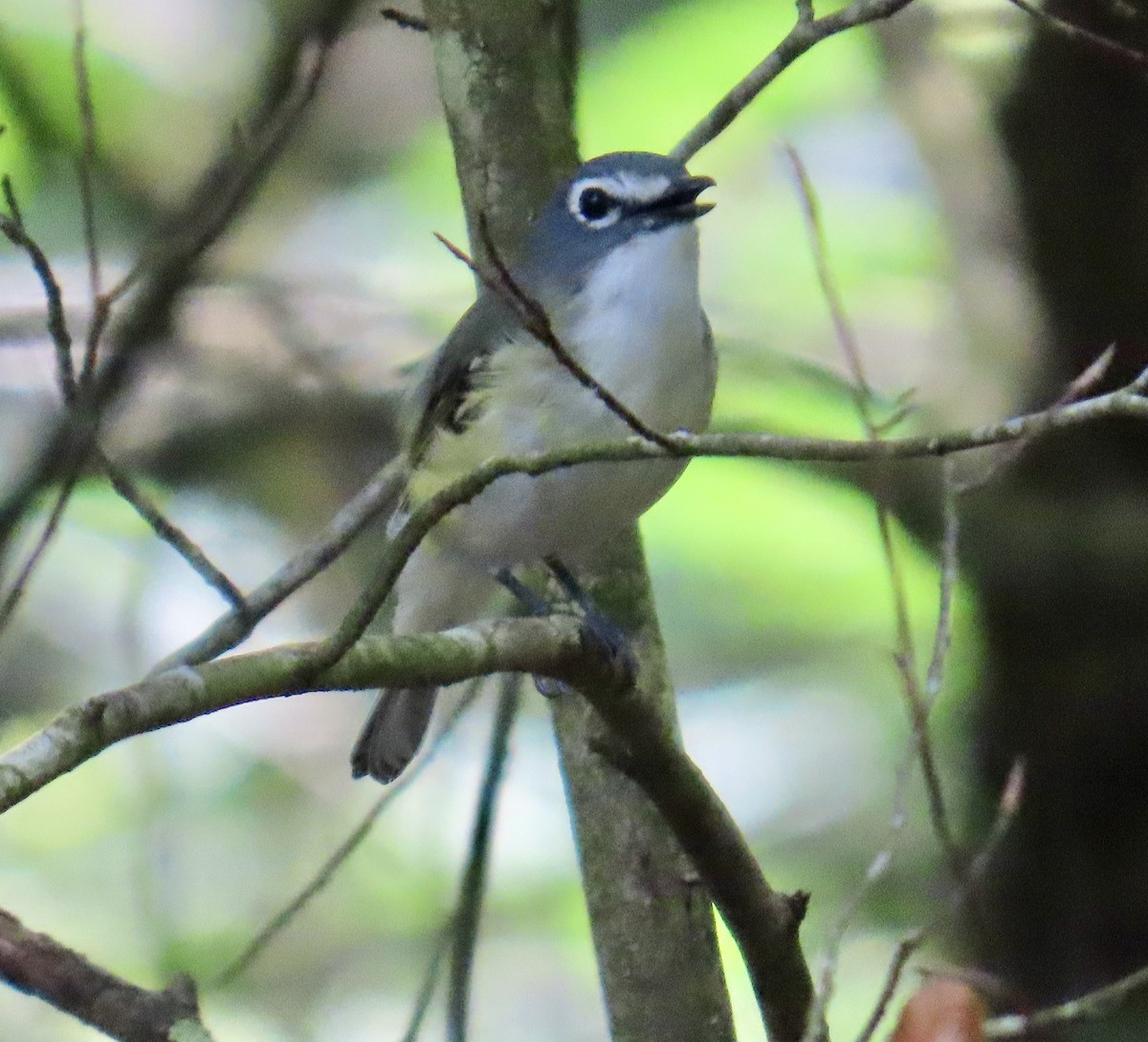 Vireo Solitario - ML620648373