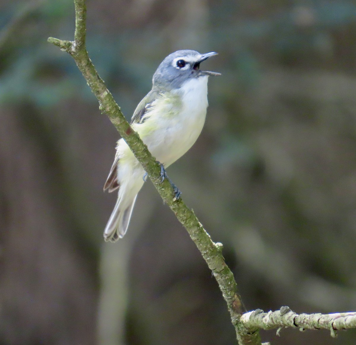 Blue-headed Vireo - ML620648375