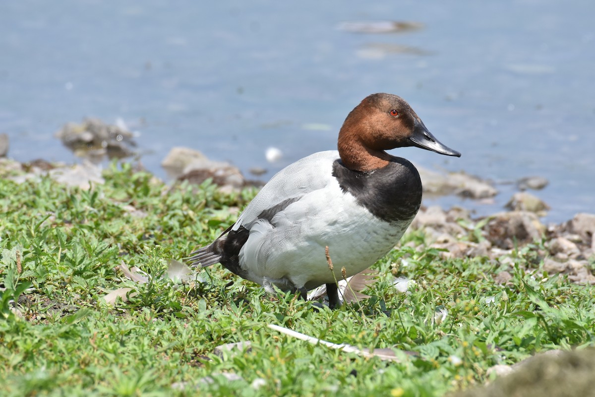 Canvasback - tim culp