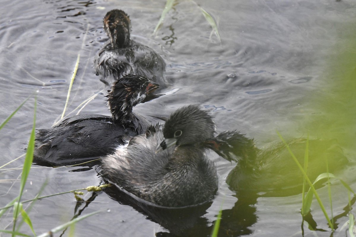 Pied-billed Grebe - ML620648379