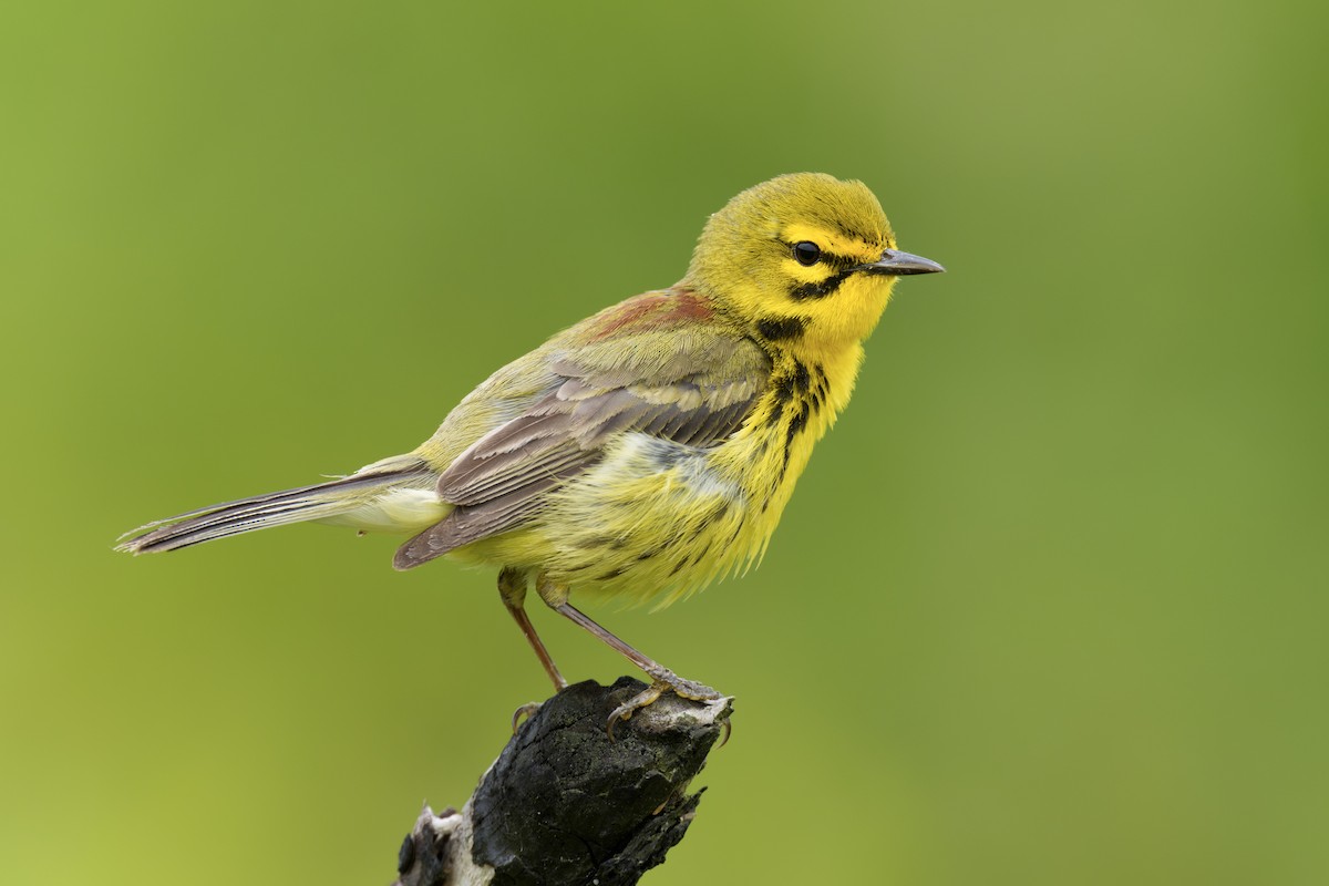 Prairie Warbler - ML620648382