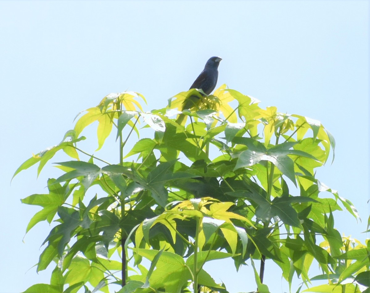 Blue Grosbeak - ML620648383