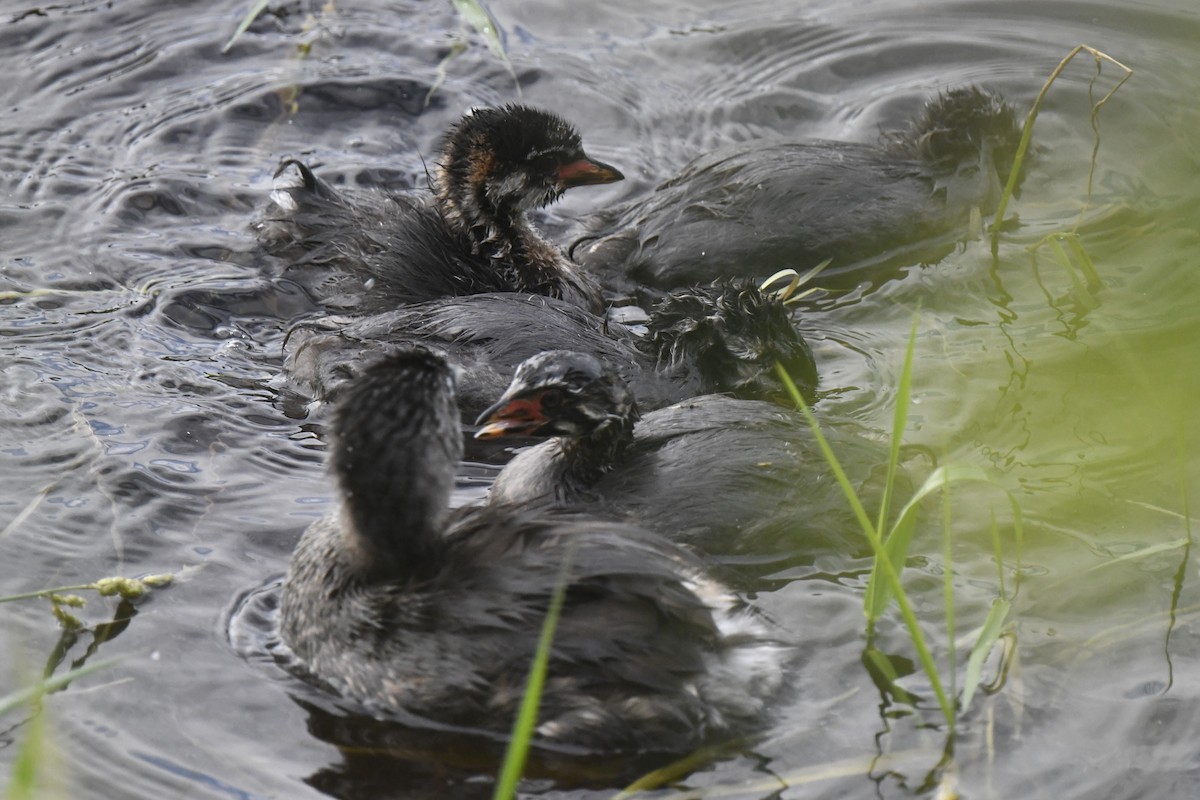 Pied-billed Grebe - ML620648387