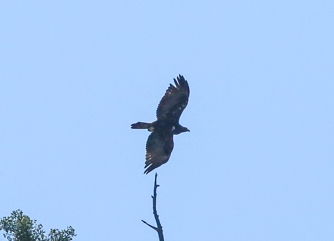 Golden Eagle - Brad Bergstrom