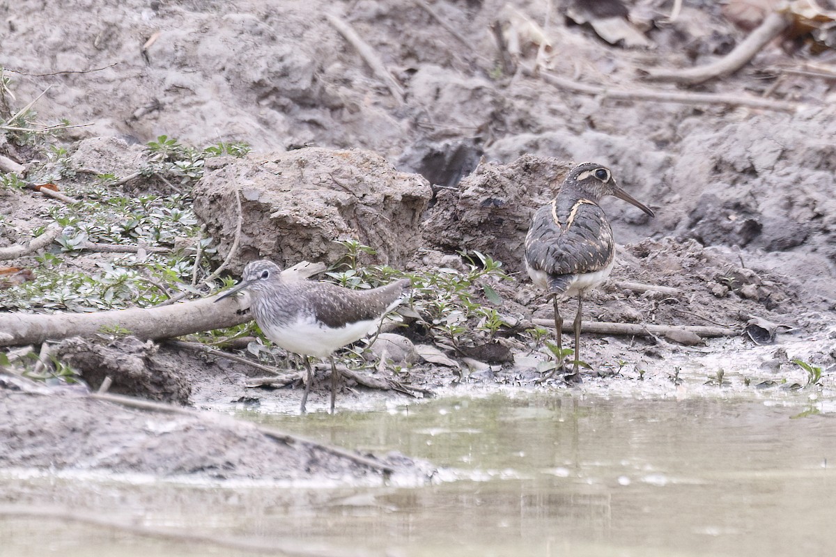 Green Sandpiper - ML620648390