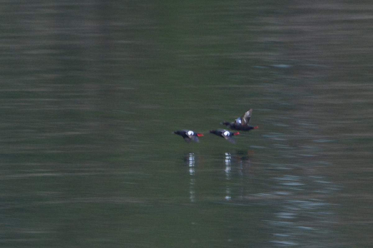 Pigeon Guillemot - ML620648393