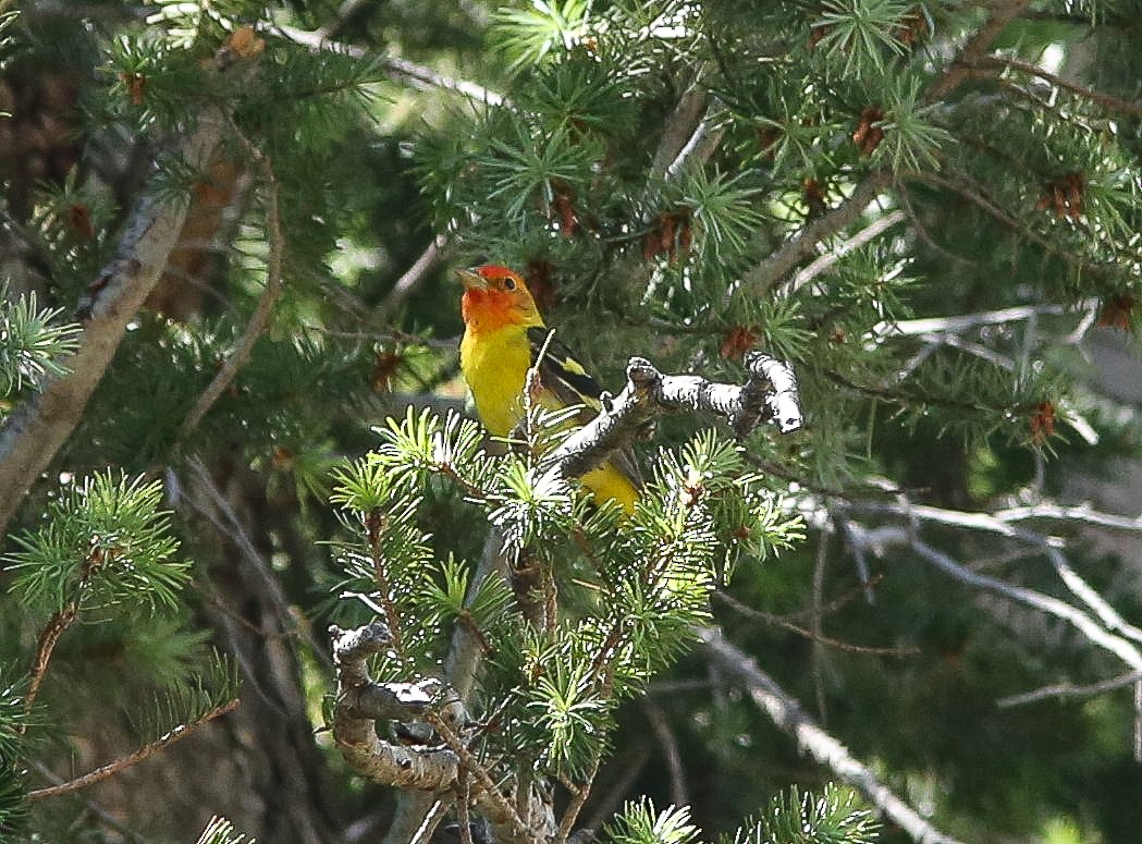 Western Tanager - ML620648394