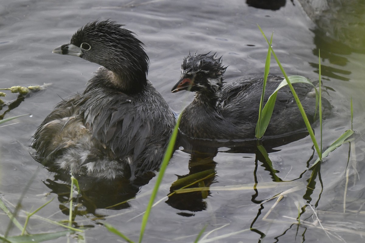 Pied-billed Grebe - ML620648395