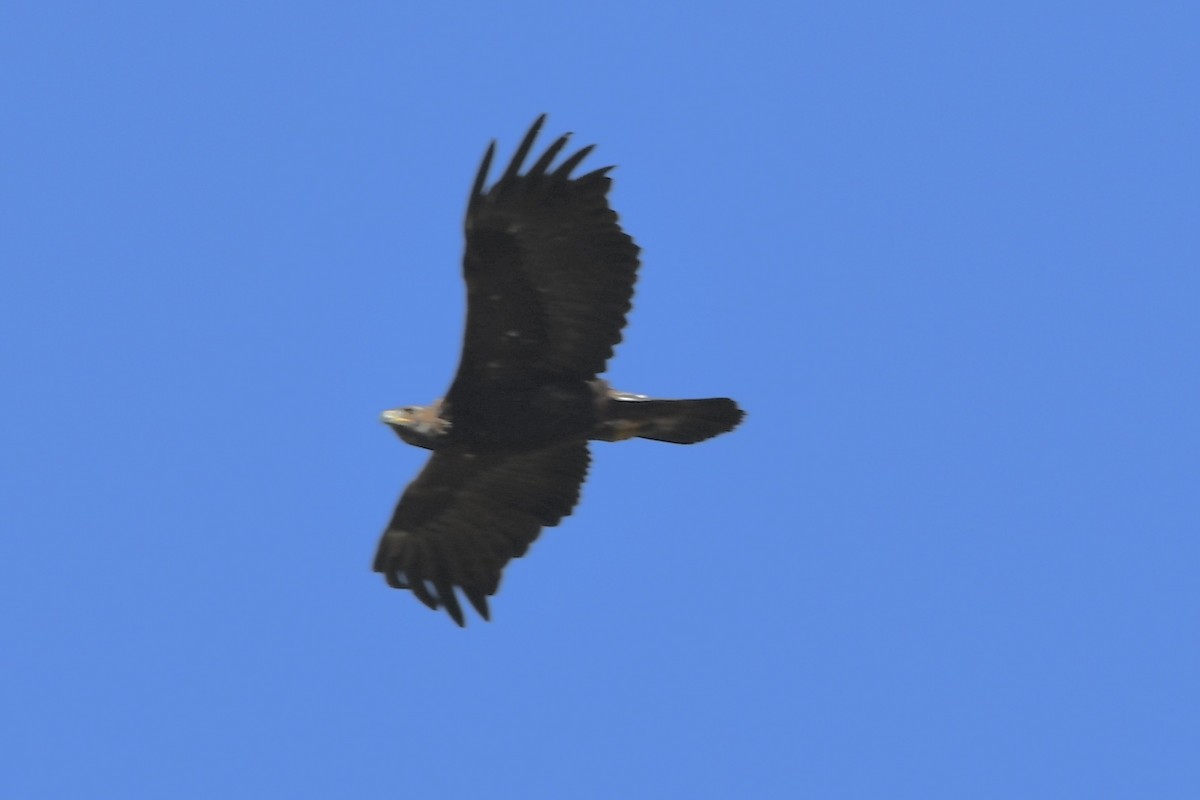 Golden Eagle - ML620648397