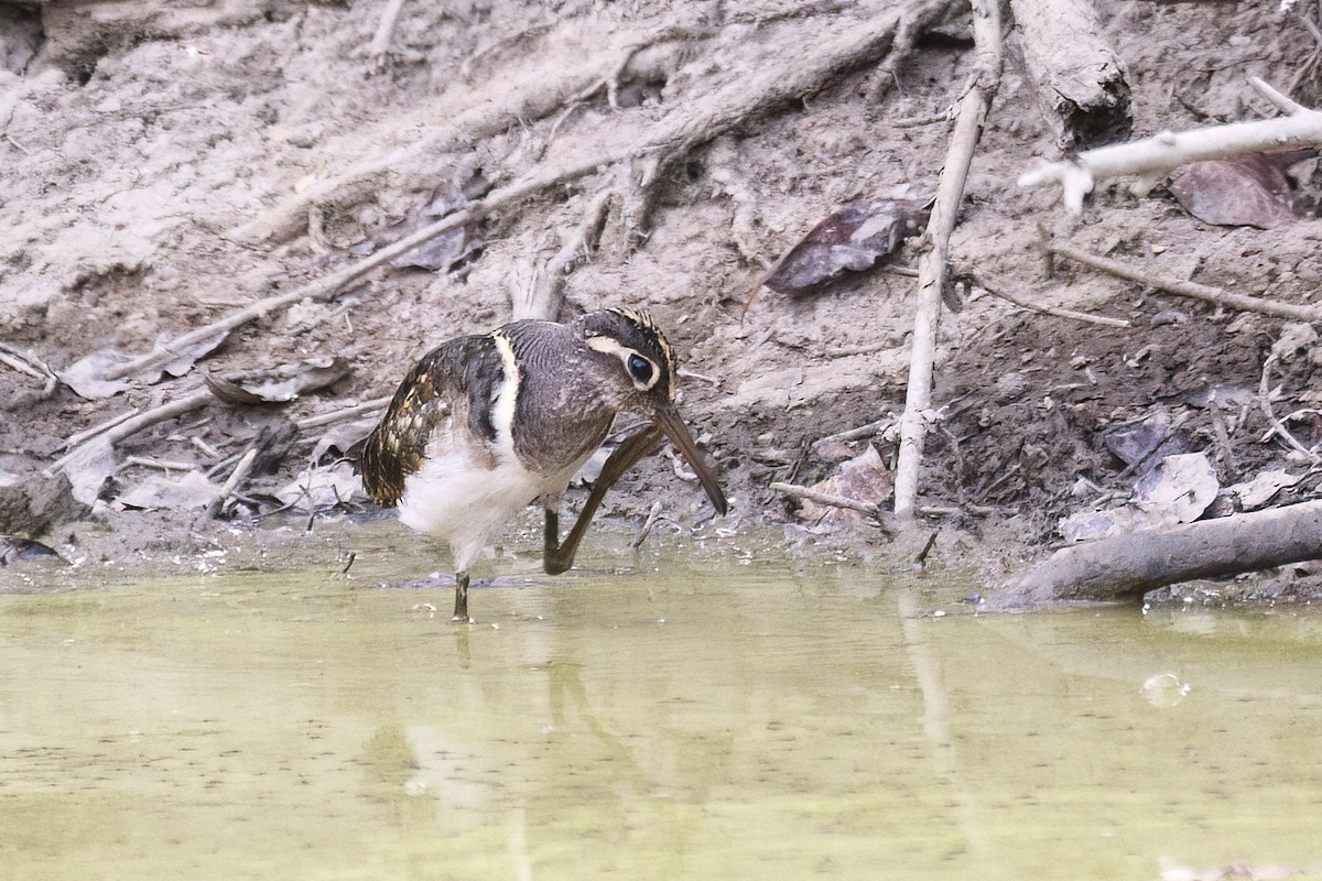 Greater Painted-Snipe - Jeanne Verhulst