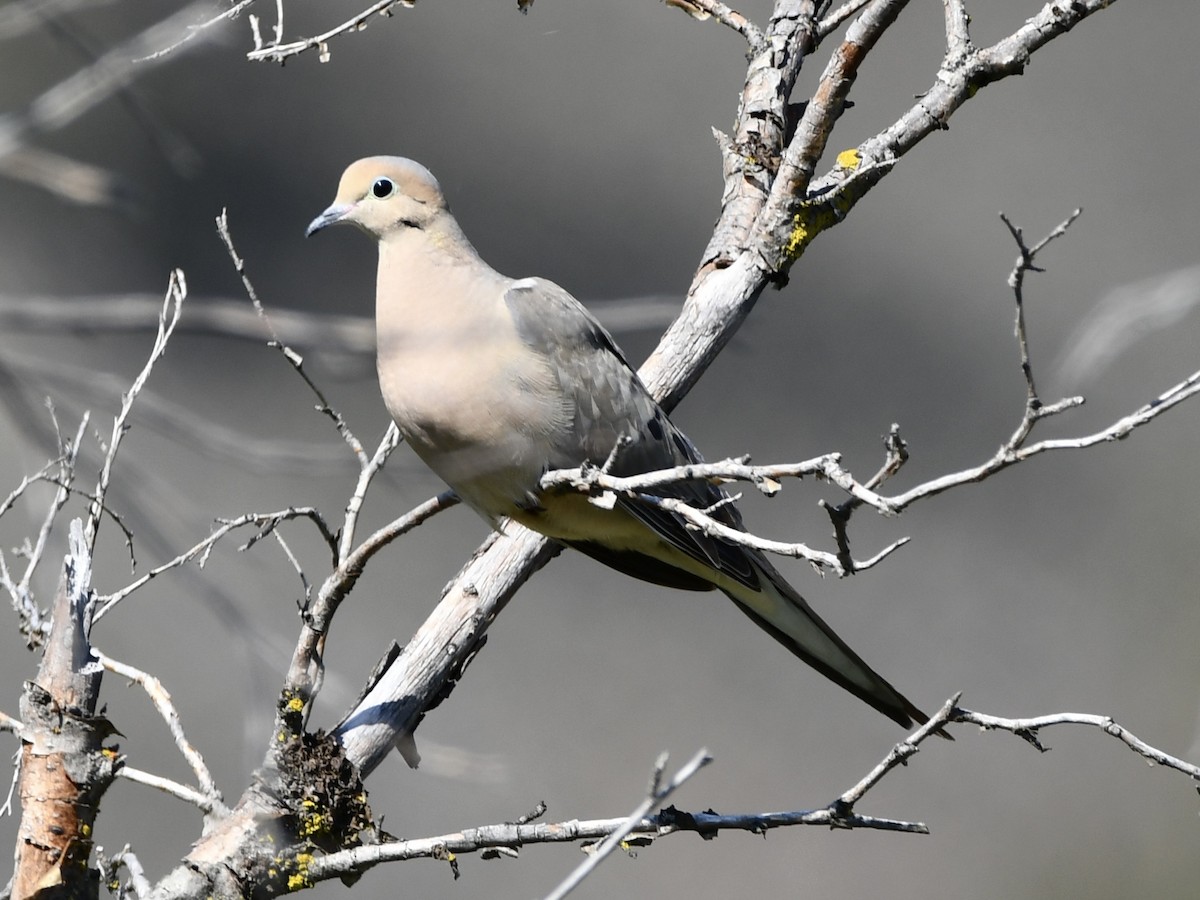 Mourning Dove - ML620648401