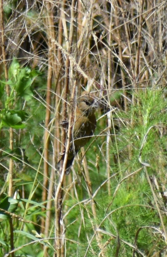 Blue Grosbeak - ML620648402