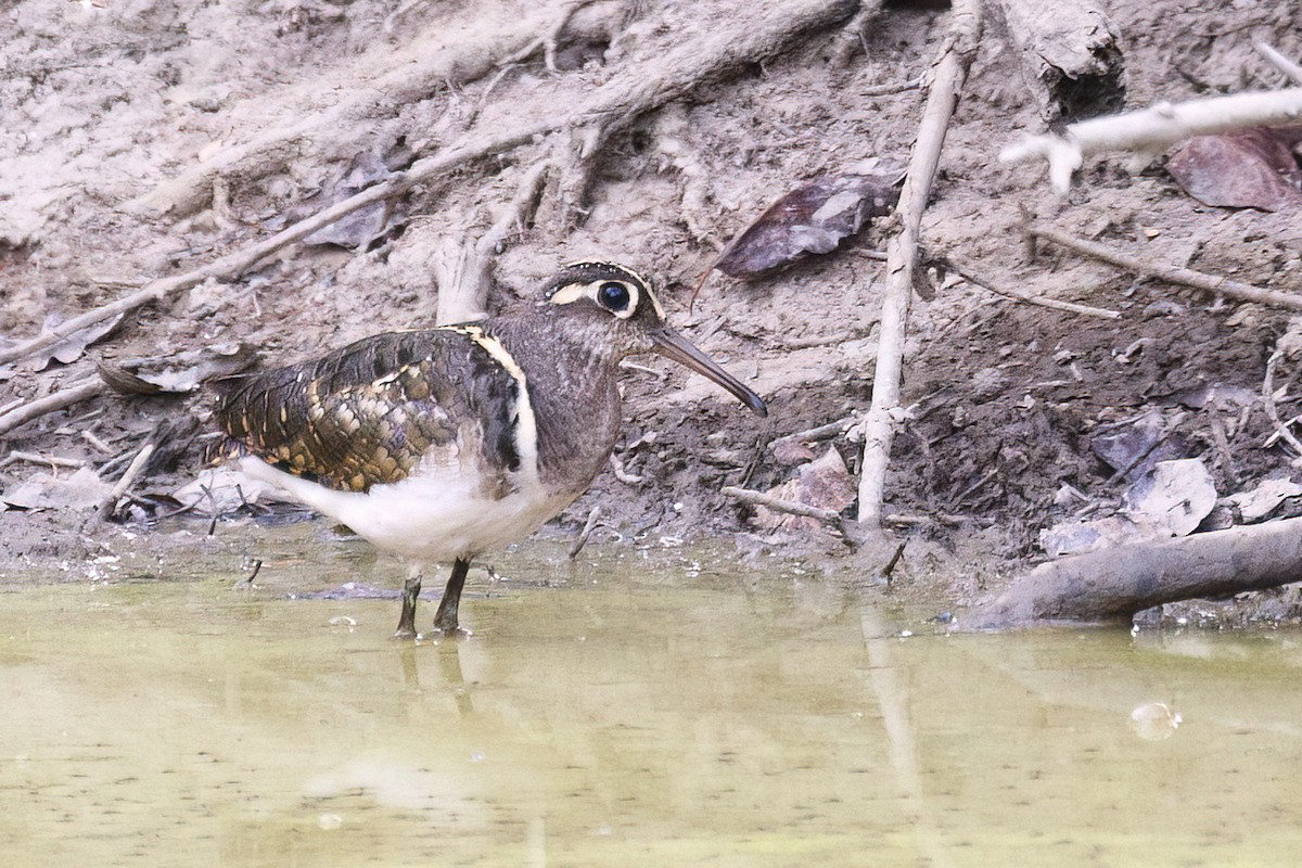 Greater Painted-Snipe - ML620648406