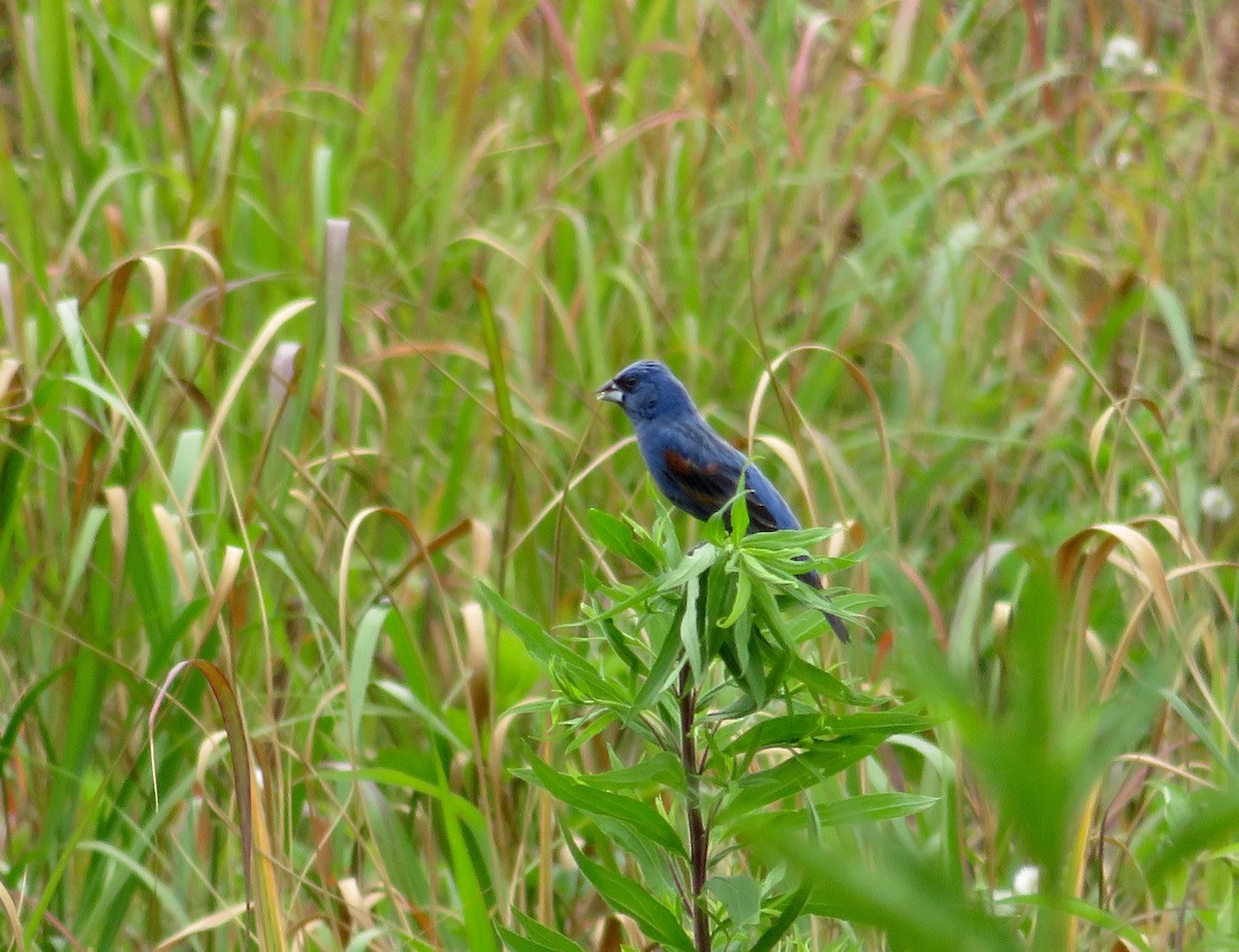 Guiraca bleu - ML620648409