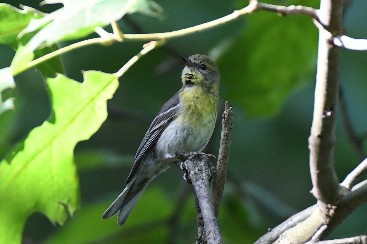 Pine Warbler - ML620648411