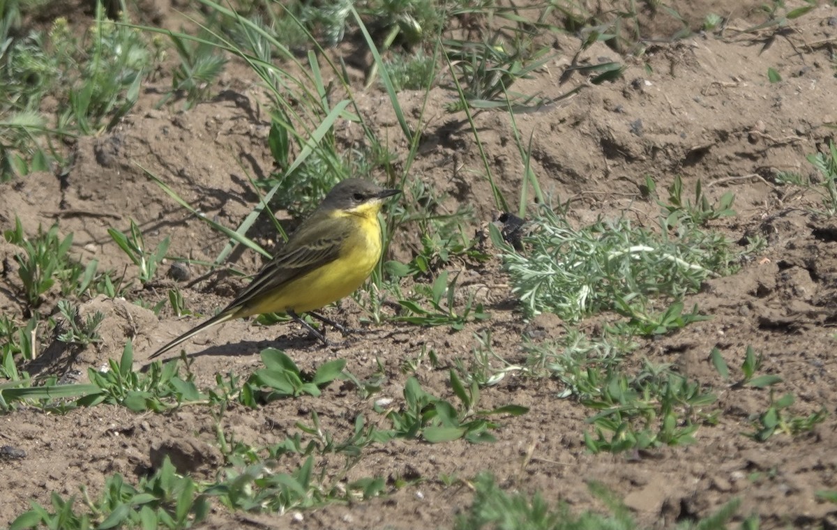 Western Yellow Wagtail (thunbergi) - ML620648413