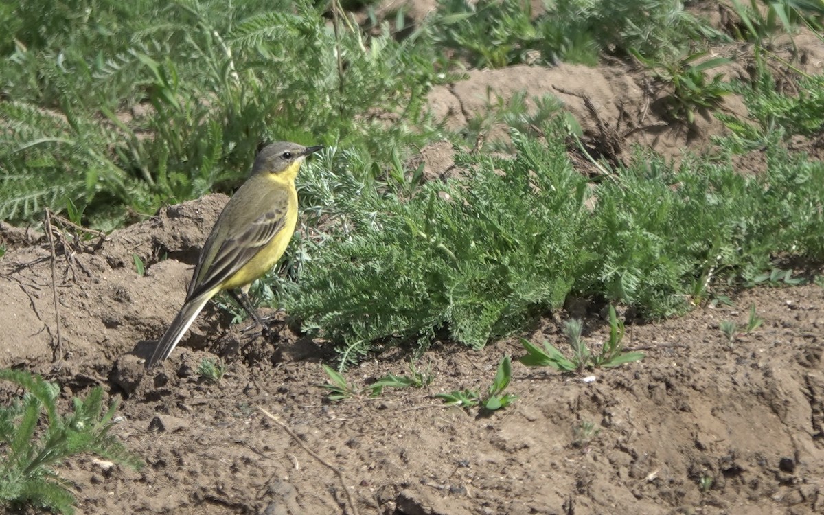 Western Yellow Wagtail (thunbergi) - ML620648414