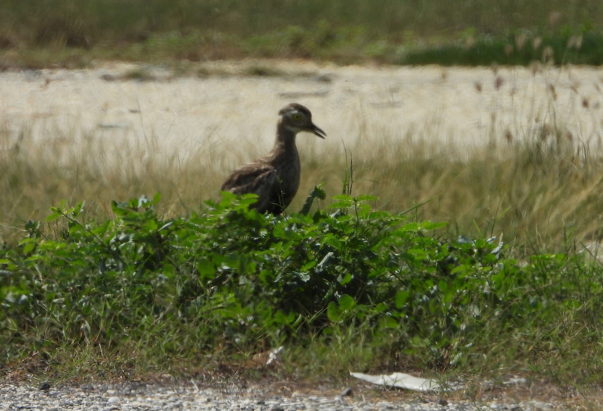 Double-striped Thick-knee - ML620648415