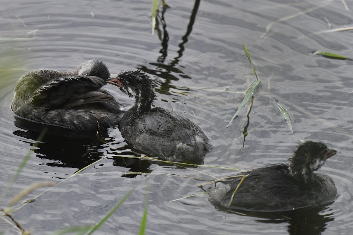 Pied-billed Grebe - ML620648422