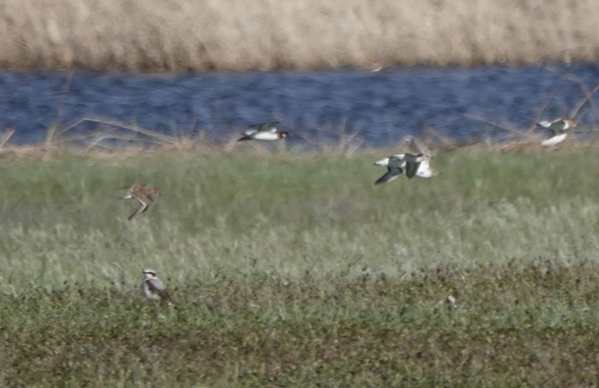 Northern Wheatear - ML620648423