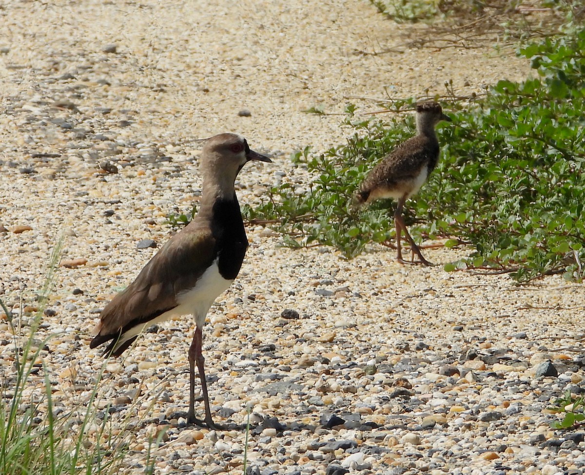 Southern Lapwing - ML620648425