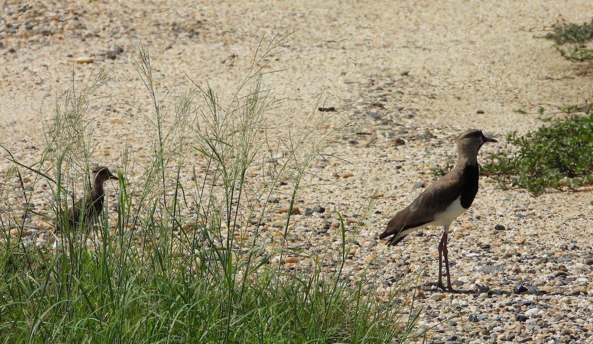 Southern Lapwing - ML620648426