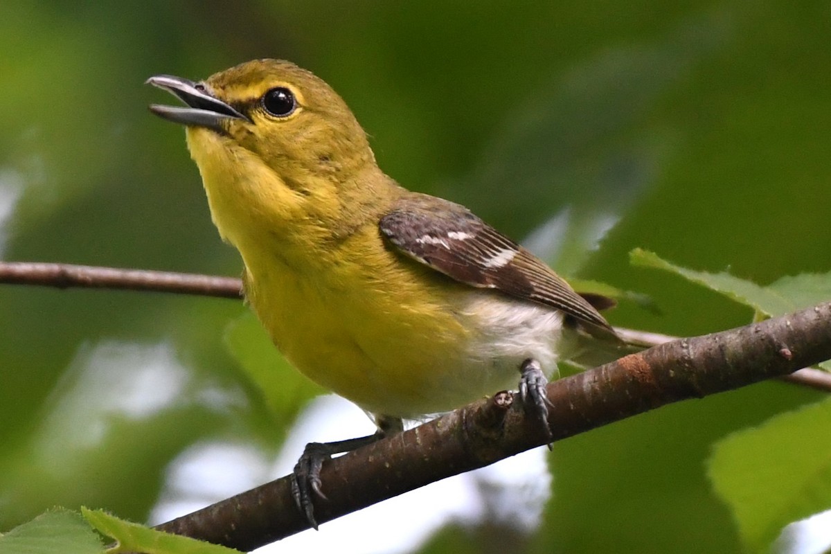 Yellow-throated Vireo - David Arrow