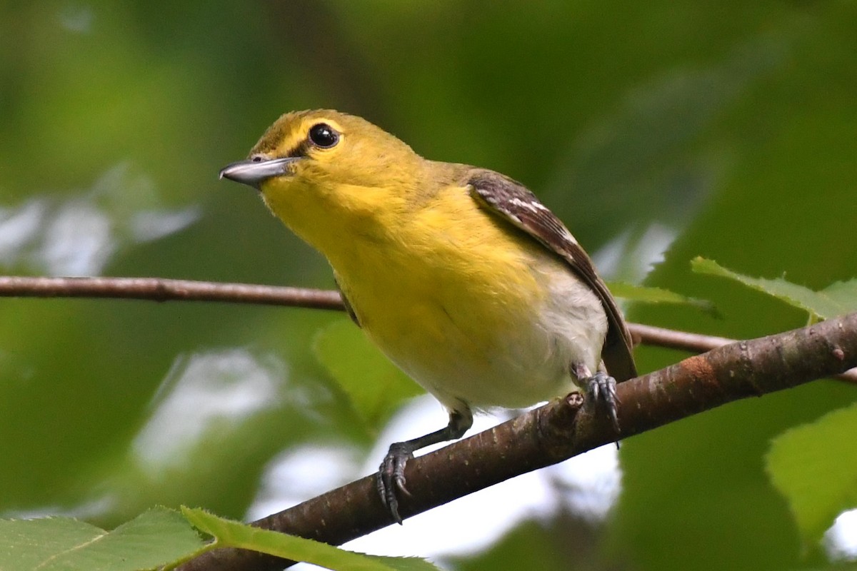 Yellow-throated Vireo - ML620648430