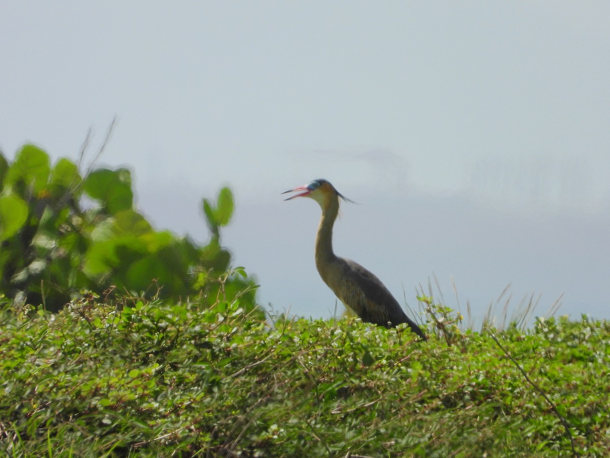 Whistling Heron - ML620648431