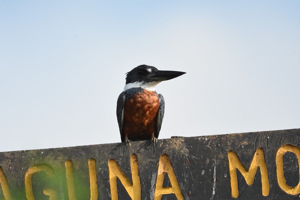 Ringed Kingfisher - ML620648432