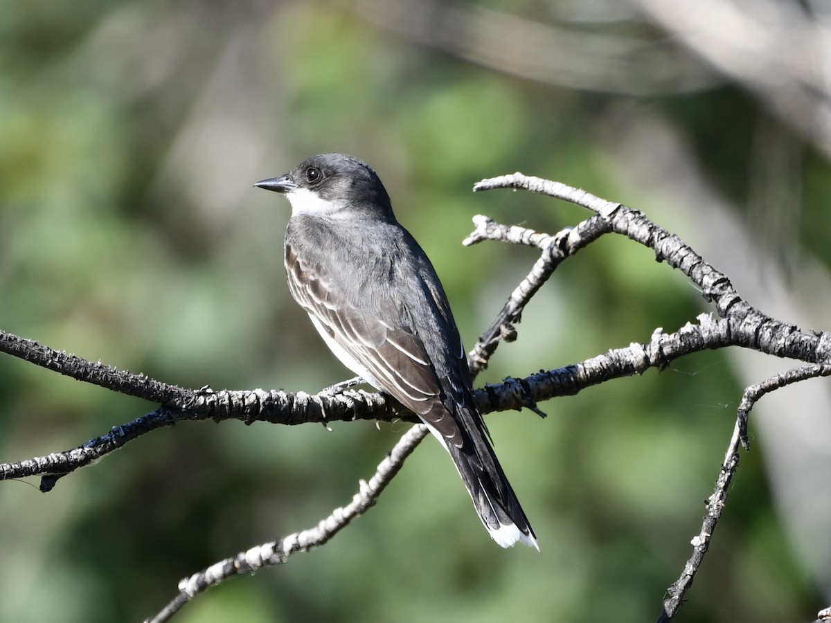 Eastern Kingbird - ML620648434