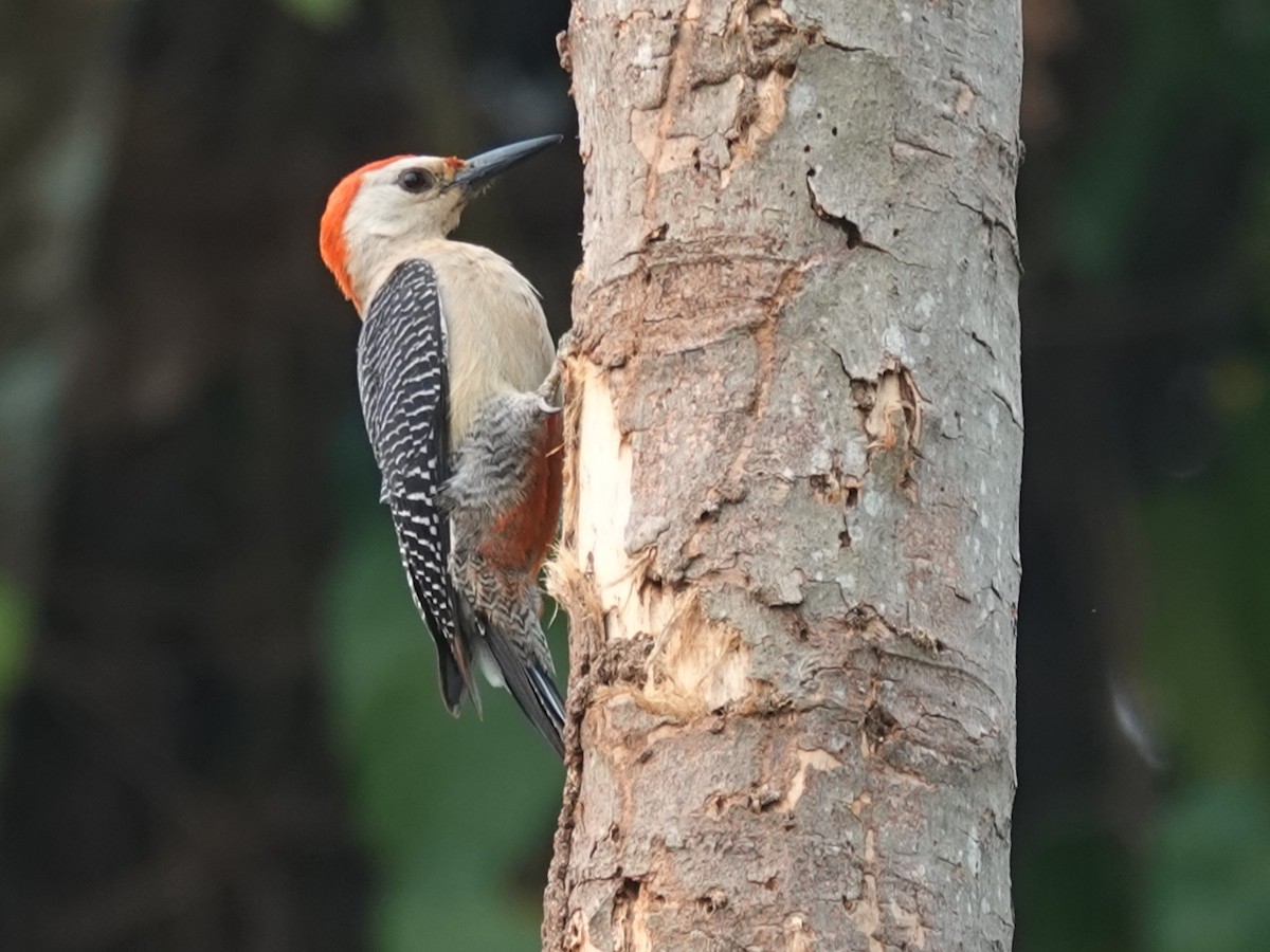 Golden-fronted Woodpecker - ML620648437