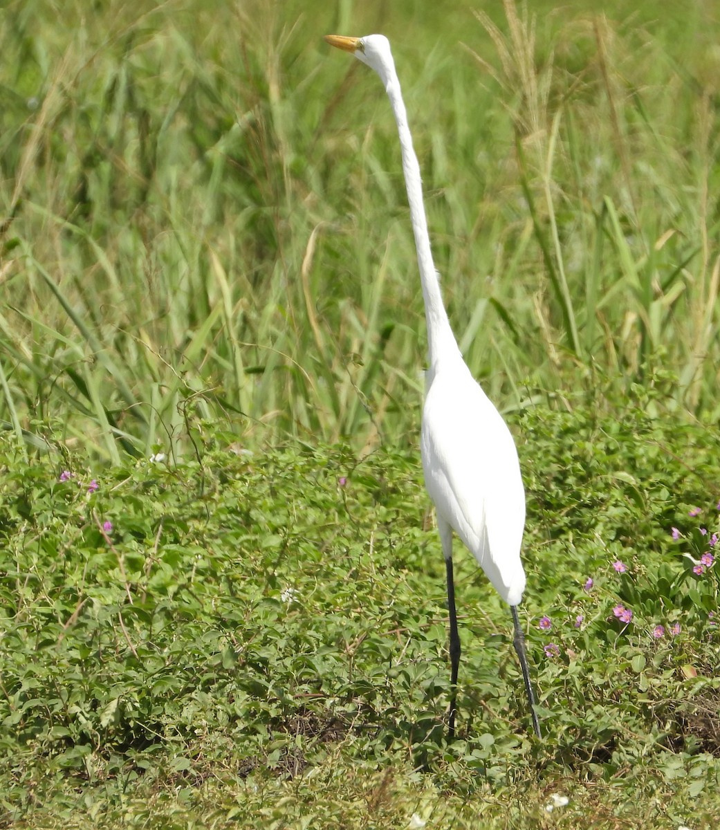 Great Egret - ML620648441