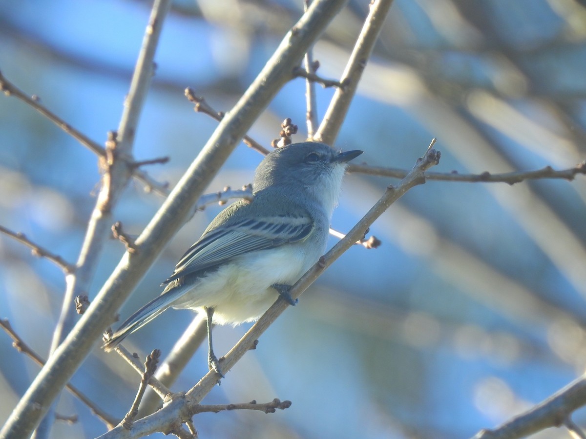 Suiriri Flycatcher - ML620648442