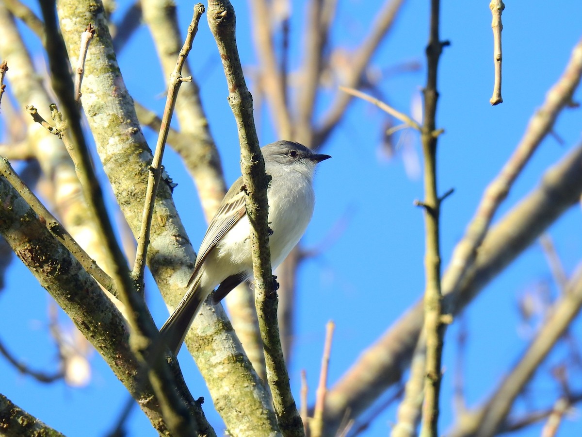 Suiriri Flycatcher - ML620648443