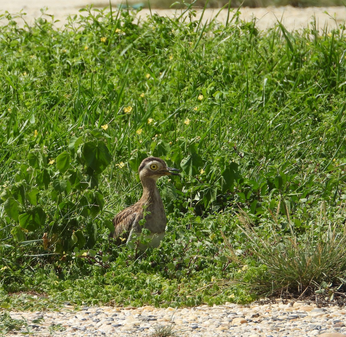 Double-striped Thick-knee - ML620648448