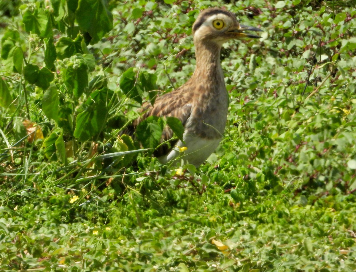 Double-striped Thick-knee - Manuel Pérez R.