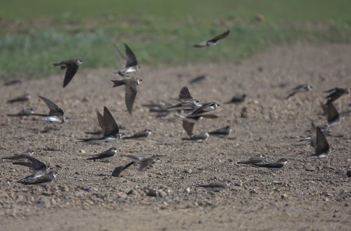 Bank Swallow - ML620648456