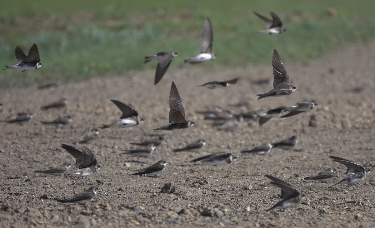 Bank Swallow - ML620648457