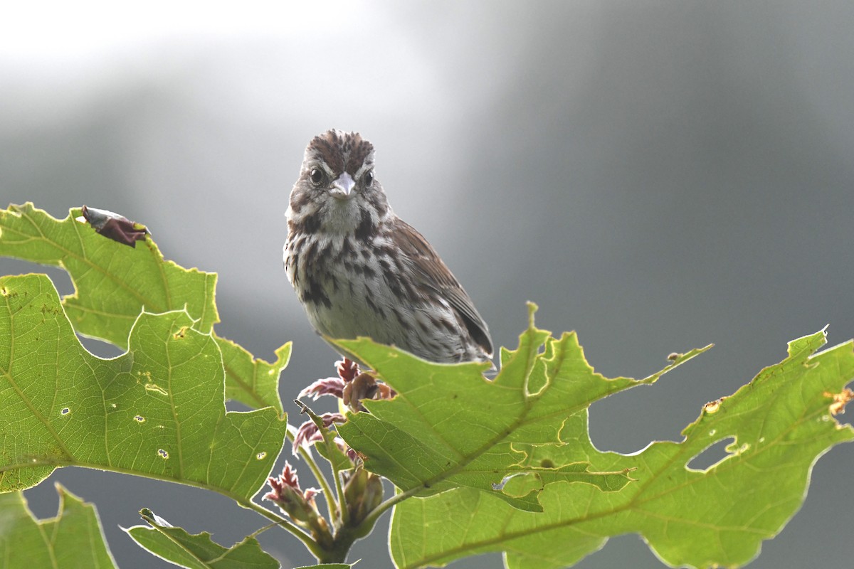 Song Sparrow - ML620648459