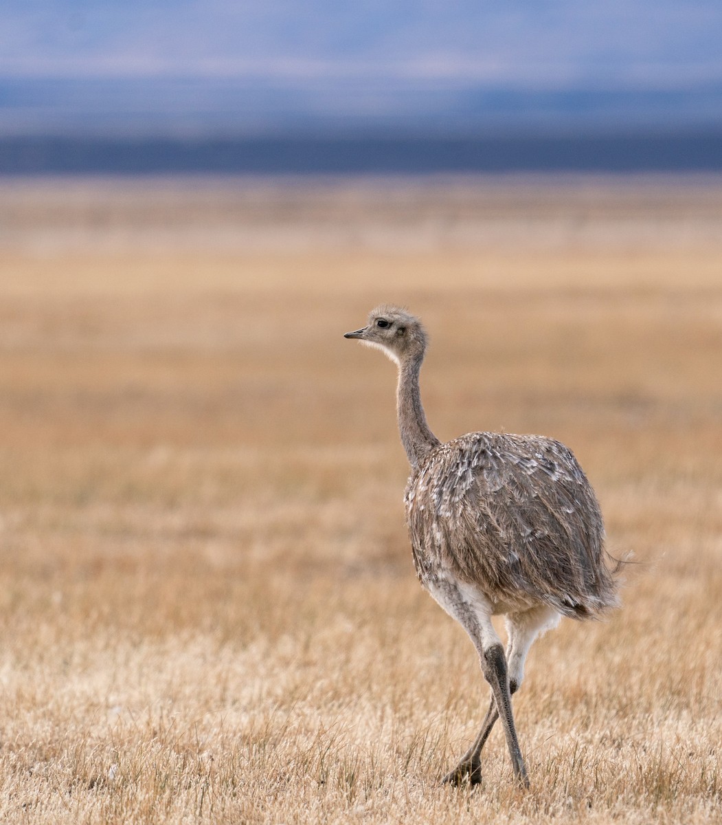 Lesser Rhea - ML620648467